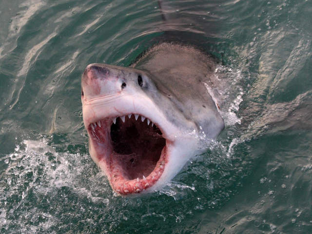 Мобильные технологии спасают от нападений акул отдыхающих, пловцов и серферов