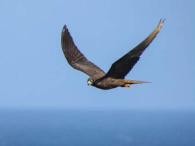 Как наземные птицы без промежуточных посадок перелетают открытый океан