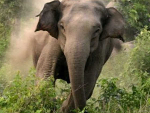 Слоны разбушевались. В Индии и Шри-Ланке животные лишили жизни уже более 3 000 человек. Агрессия диких слонов не прекращается