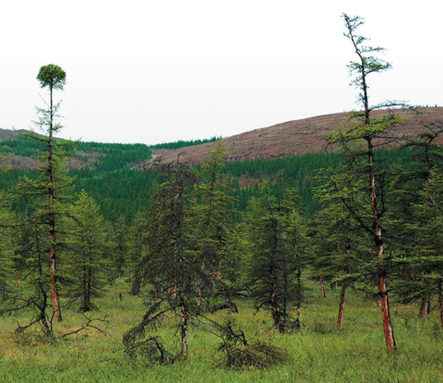 Несмотря на лесные пожары, лесов в России ставится всё больше. Парадокс? Нет, баланс природы