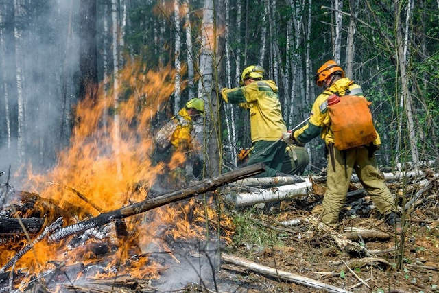 Несмотря на лесные пожары, лесов в России ставится всё больше. Парадокс? Нет, баланс природы