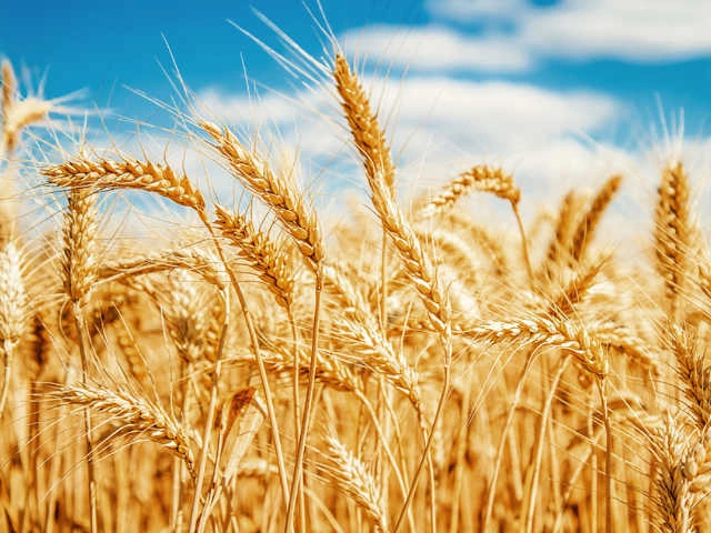 Россия будет продавать зерно за  рубли, мировой рынок продовольствия вздрогнул