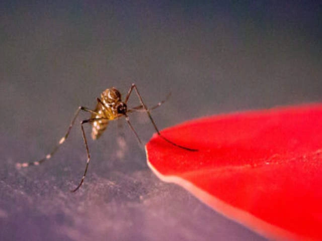 Комары кусают людей, одетых в красную, оранжевую или черную одежду