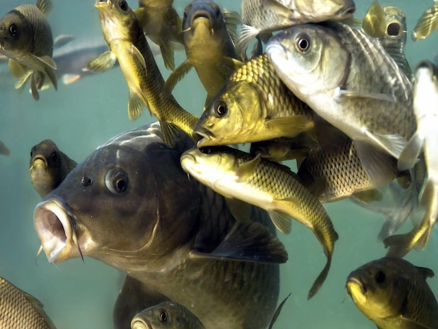 Вымирание пресноводной рыбы из-за изменений в реках мира